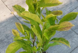 Magnolia - sadzonki 
