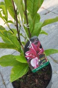 Magnolia - sadzonki -2