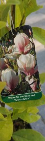 Magnolia - sadzonki -4