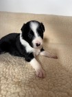 Border Collie śliczna suczka czarno - biała / Przebadani rodzice