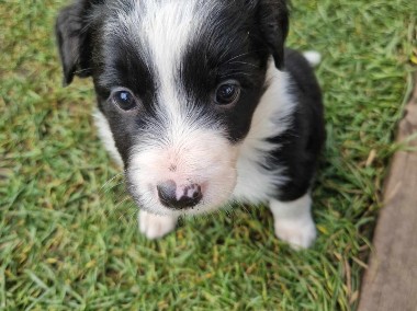 Border Collie śliczna suczka czarno - biała / Przebadani rodzice-1