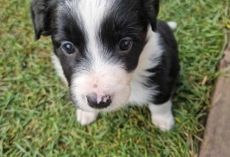 Border Collie śliczna suczka czarno - biała / Przebadani rodzice