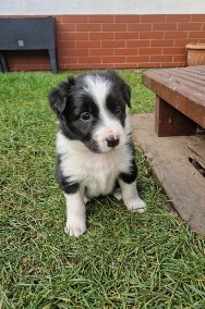 Border Collie śliczna suczka czarno - biała / Przebadani rodzice-2