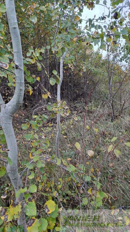 Bukwałd, dzlałki budowlane 2331 m² oraz 2222 m² MPZP - Widok 4