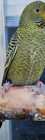 Papużka falista Blackface młoda do oswojenia jak i dojrzałe na lęgi papuga papug-3