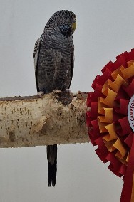 Papużka falista Blackface młoda do oswojenia jak i dojrzałe na lęgi papuga papug-2