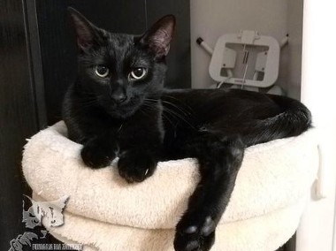 Kotka Mina szuka domku! Piękna czarna kotka - Fundacja ''Koci Pazur''-1