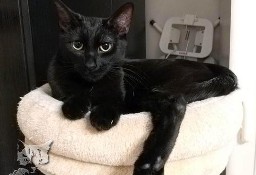 Kot Mina szuka domku! Piękna czarna kotka - Fundacja ''Koci Pazur''