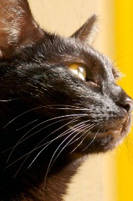 Kotka Mina szuka domku! Piękna czarna kotka - Fundacja ''Koci Pazur''-2
