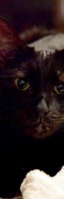 Kotka Mina szuka domku! Piękna czarna kotka - Fundacja ''Koci Pazur''-4