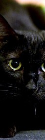 Kotka Mina szuka domku! Piękna czarna kotka - Fundacja ''Koci Pazur''-3