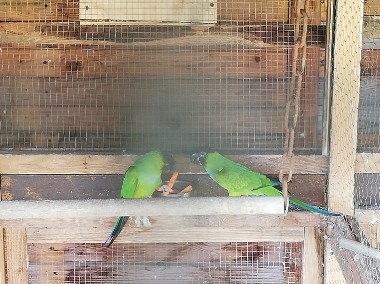 Papugi różne -1