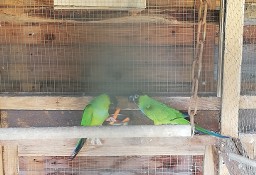 Papugi różne 