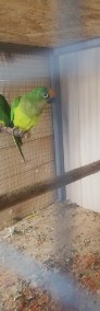 Papugi różne -3
