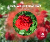 Piękna Róża Wielokwiatowa Irena 