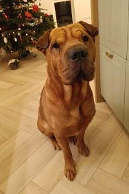 Piorun - wspaniały shar pei szuka nowego domu-2