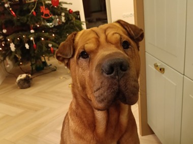 Piorun - wspaniały shar pei szuka nowego domu-1