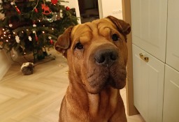 Piorun - wspaniały shar pei szuka nowego domu