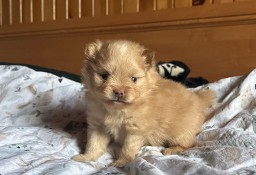 Szpic miniaturowy Pomeranian