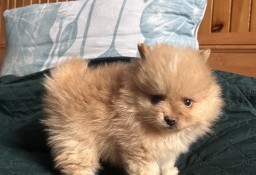 Szpic miniaturowy Pomeranian