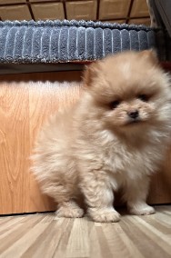 Szpic miniaturowy Pomeranian Gotowy do odbioru !!-2