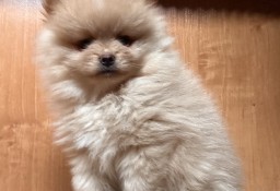 Szpic miniaturowy Pomeranian