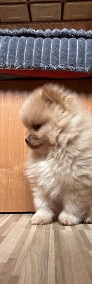 Szpic miniaturowy Pomeranian Gotowy do odbioru !!-4