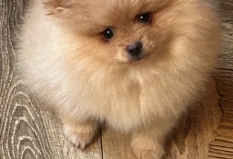 Szpic miniaturowy Pomeranian Gotowy do odbioru !!