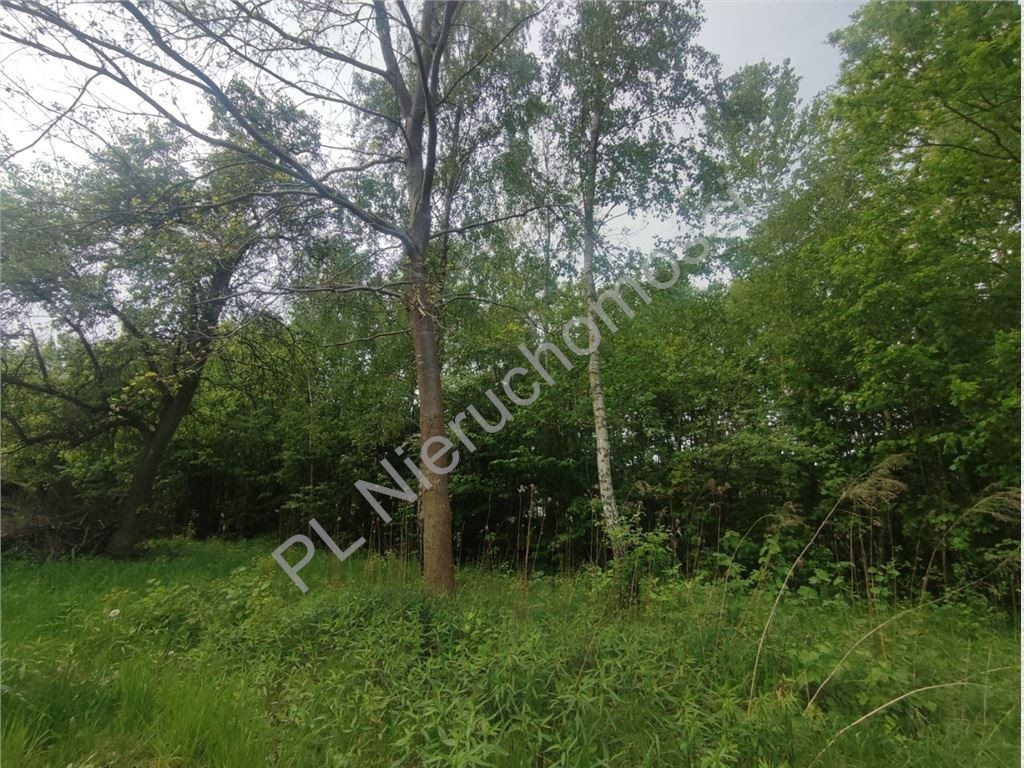 1280 m²- 30% zabudowy- media - Widok 3