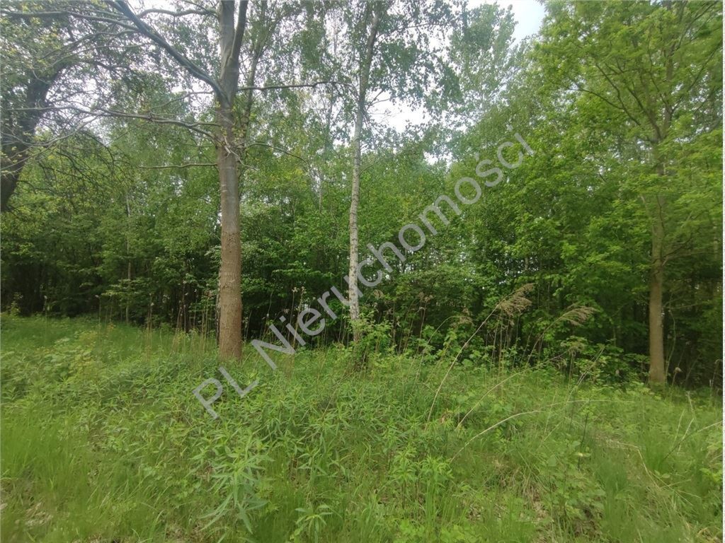 1280 m²- 30% zabudowy- media - Widok 5
