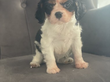 Cavalier King Charles Spaniel -1