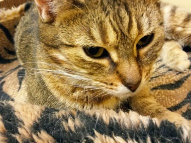 Fela - kochana kotka szuka nowej rodziny-1