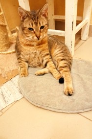Fela - kochana kotka szuka nowej rodziny-2
