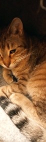 Fela - kochana kotka szuka nowej rodziny-3