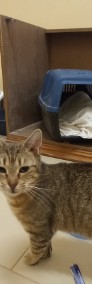 Fela - kochana kotka szuka nowej rodziny-4