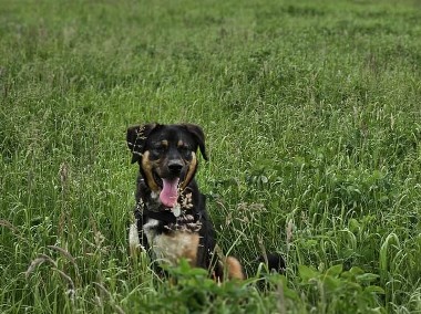 Drogi Mikołaju, przeczytaj mój list i znajdź dla mnie najlepszy dom - Koral-1