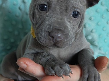 Thai Ridgeback Dog szczenięta -1