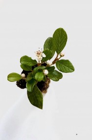 Irga Płożąca Dammera Major ''Cotoneaster Dammeri Major '' -2