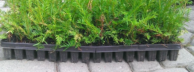 Cis Taxus Baccata Multipaleta 5-15cm Nowy Sącz-1