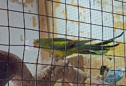 Papuga Rozella i Górska Berg samica lub kupię samca 
