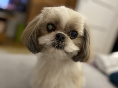 Oddam shihtzu-1