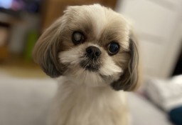 Oddam shihtzu