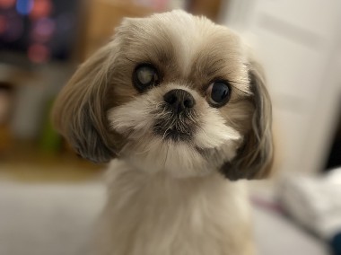 Oddam shihtzu-2