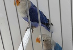 Papugi nierozłączki Fischer i Czarnogłowe