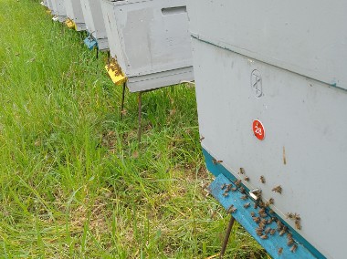 Pszczoly z ulami -nowe ule-1