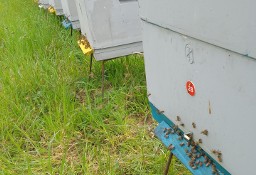 Pszczoly z ulami -nowe ule
