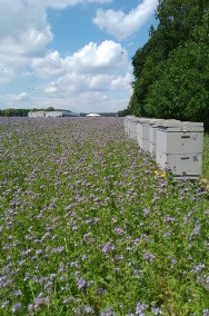 Pszczoly z ulami -nowe ule-2