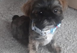 Shih Tzu  uroczy piesek ur. 01.07.2024, zaszczepiony, odrobaczony, 