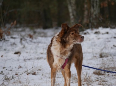 po latach w schronisku szuka domku - Martens-1