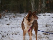 po latach w schronisku szuka domku - Martens